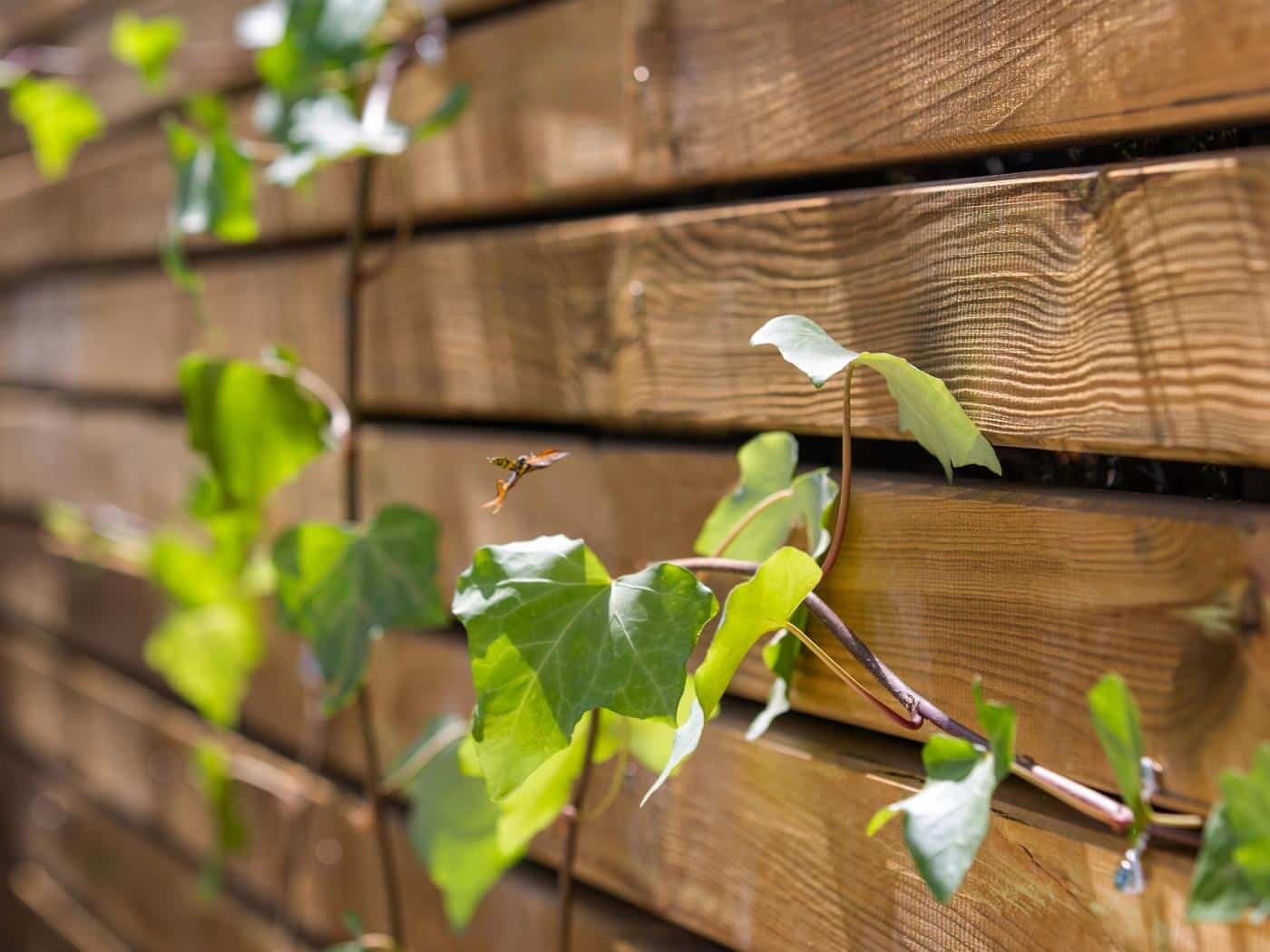 CASA SAVIA, San Pedro de Alcántara, Imagen 40